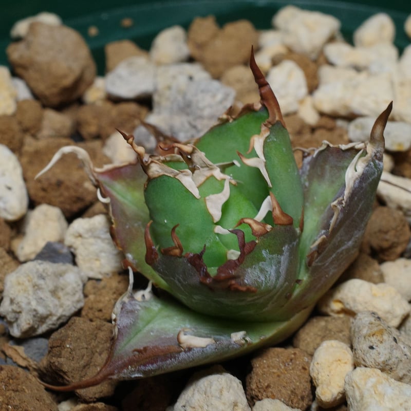 Lize産】Agave titanota 