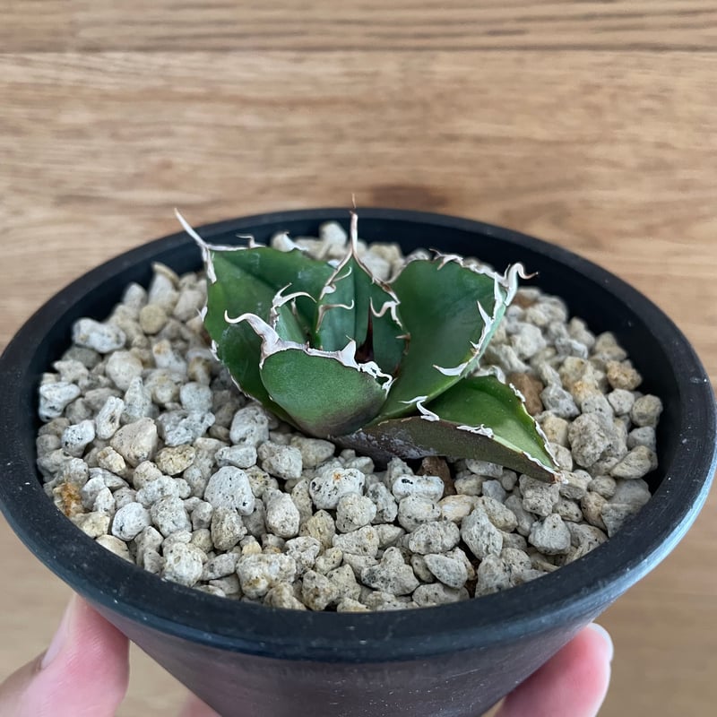 agave 緋紅牡丹子株アガベ⑨