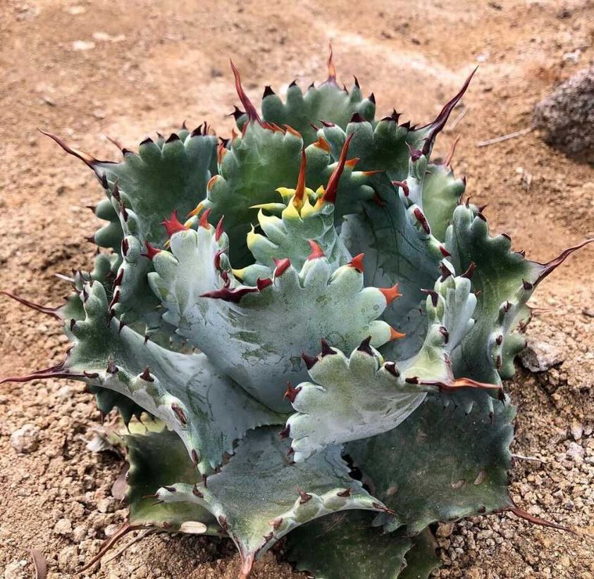 アガベ イシスメンシス×スポーン ハイブリッド アガベ ハイブリッド