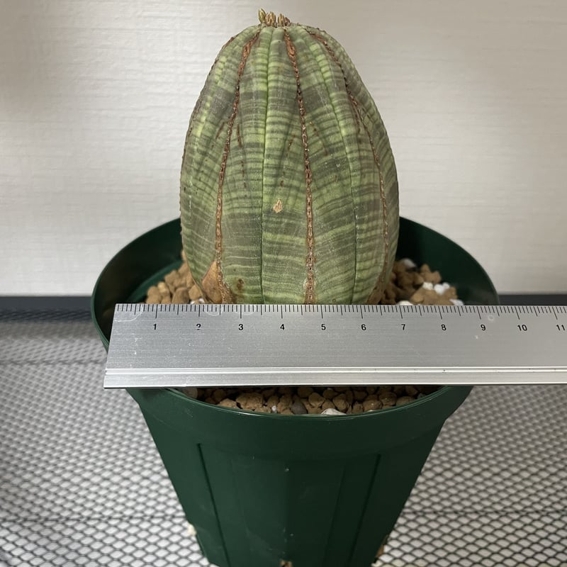 木質化】Euphorbia Obesa ユーフォルビア オベサ② | Plants Holic