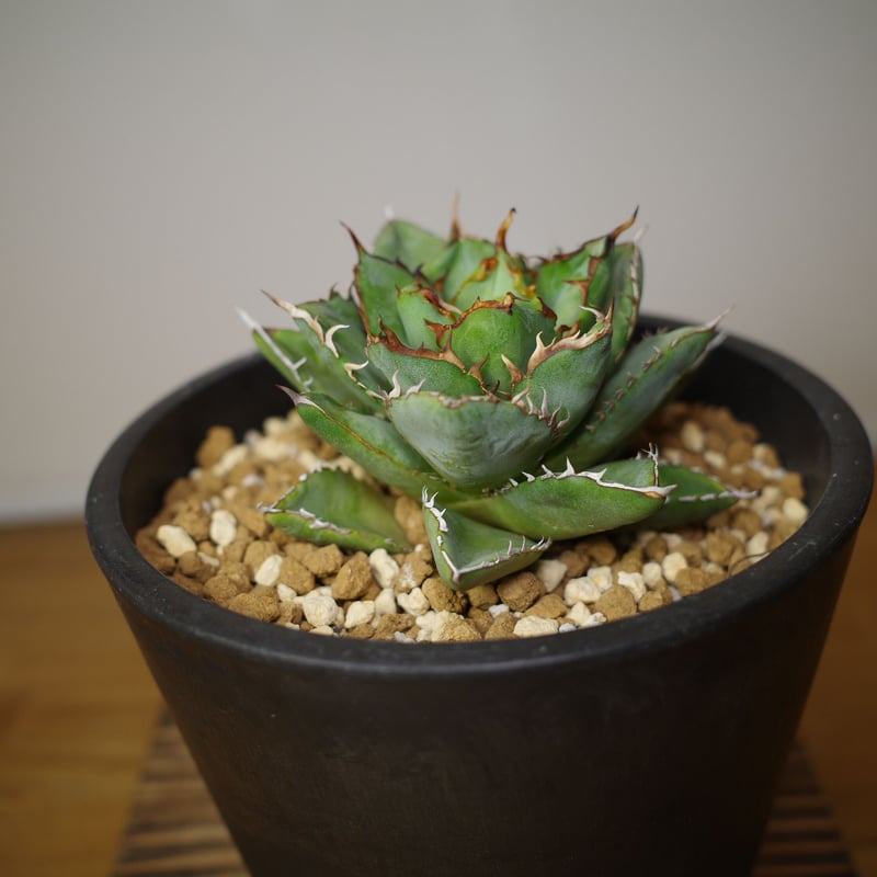 アガべチタノタ フィリグリーデビル US株Agave titanota