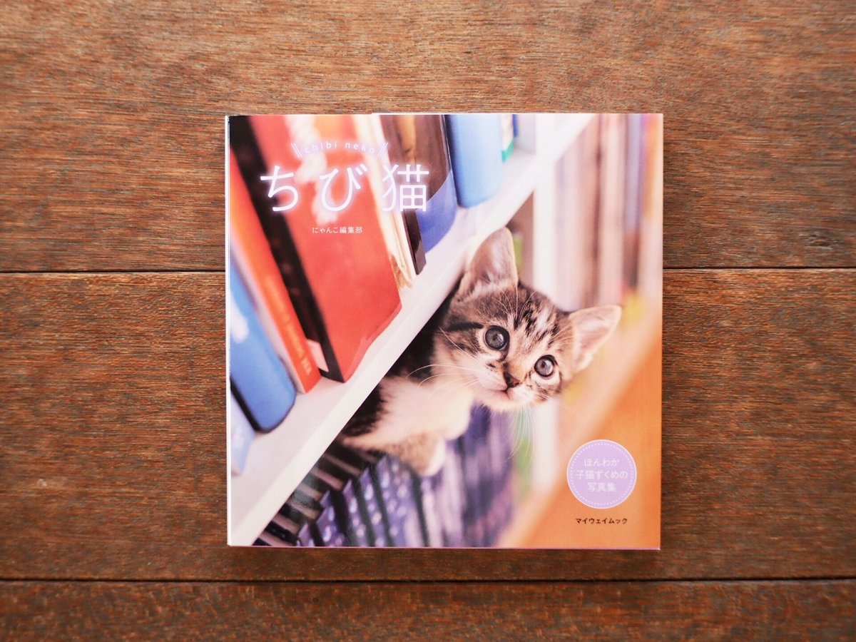 ちびねこ 直接受け渡し ちび猫 | こりおり舎