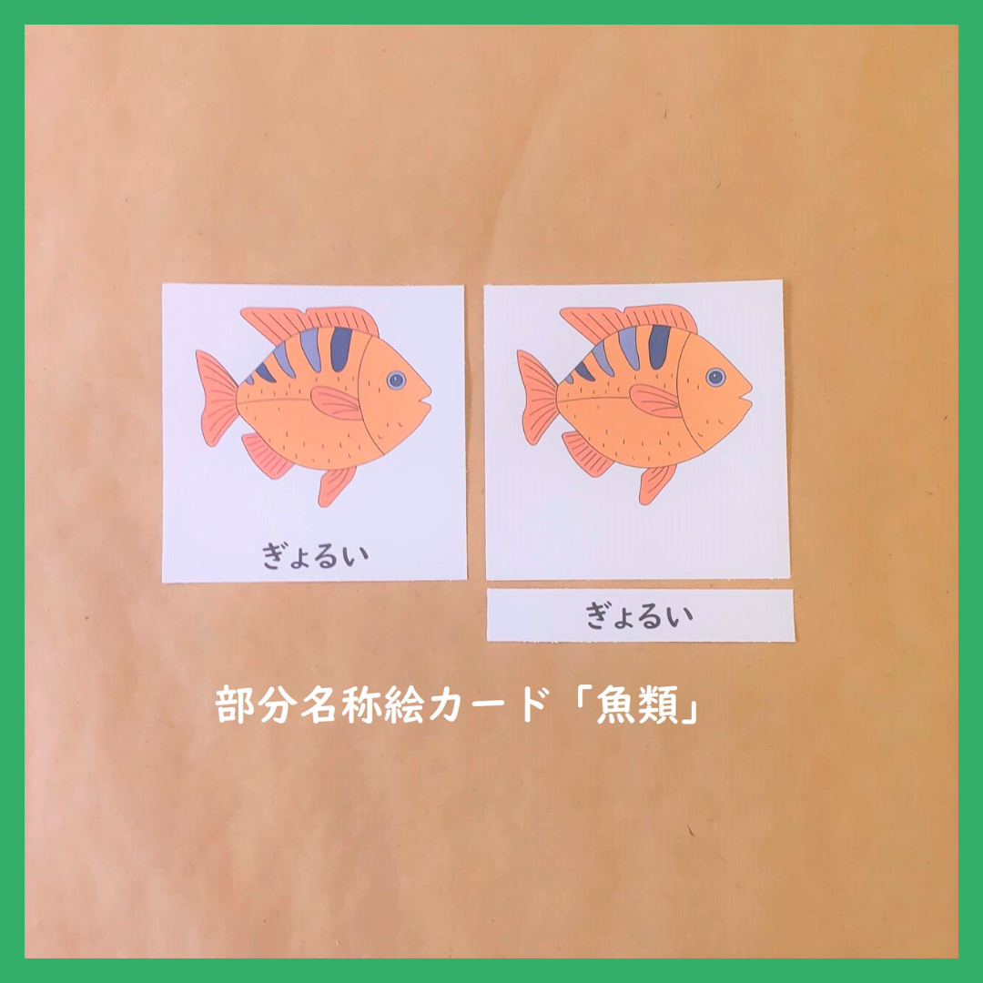 デジタルデータ】「魚類」の部分名称絵カード☆文化教育 | Seedling