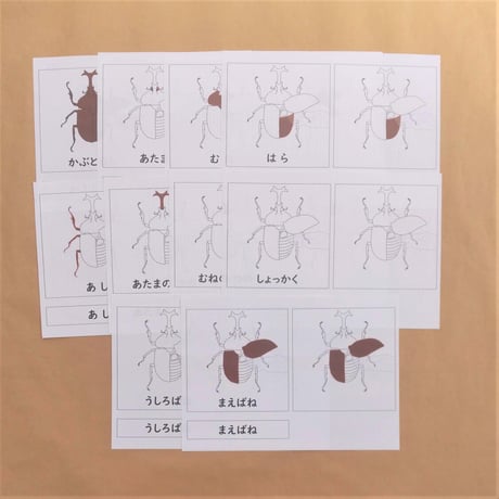 【デジタルデータ】「かぶとむし」の部分名称絵カード★文化教育
