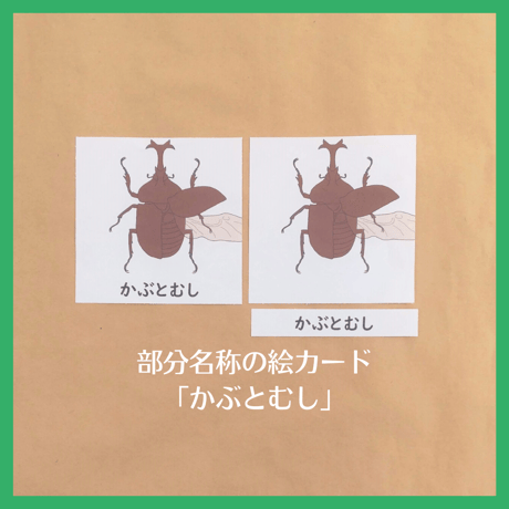 【デジタルデータ】「かぶとむし」の部分名称絵カード★文化教育