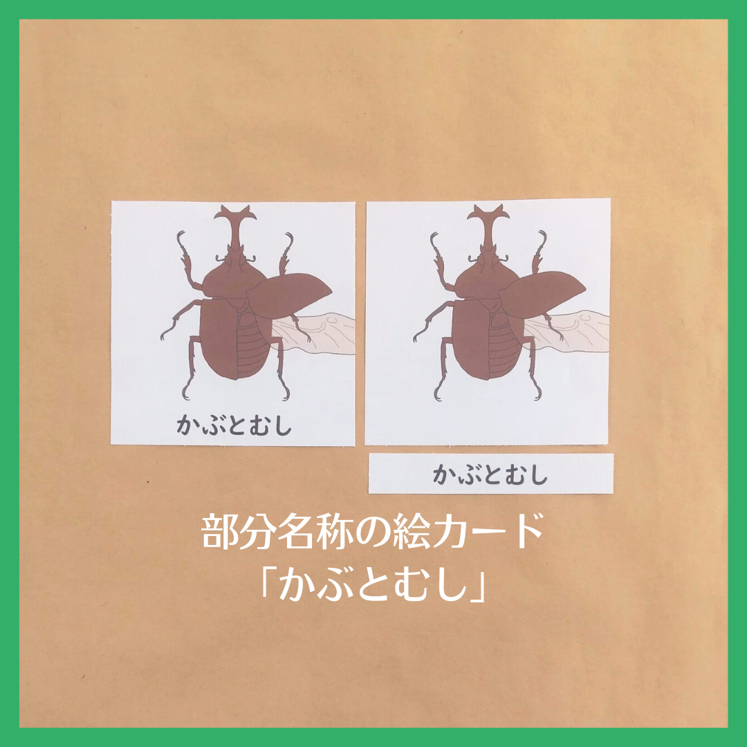デジタルデータ】「かぶとむし」の部分名称絵カード☆文化教育