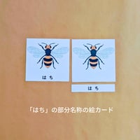【デジタルデータ】「はち」の部分名称絵カード★文化教育