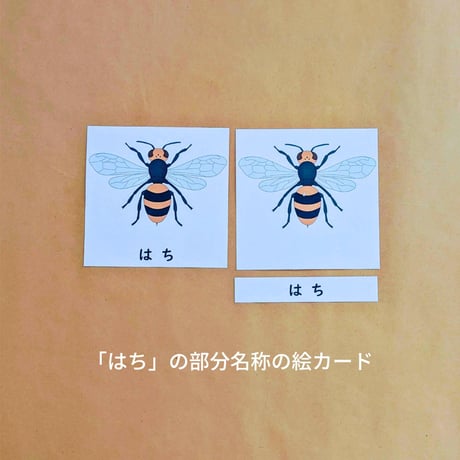 モンテッソーリ教育の基本概念完全マスター 全5巻 DVDセット