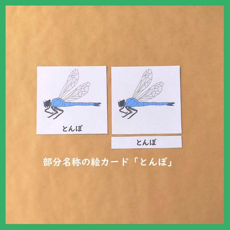 デジタルデータ】「とんぼ」の部分名称絵カード☆文化教育 | Seedling
