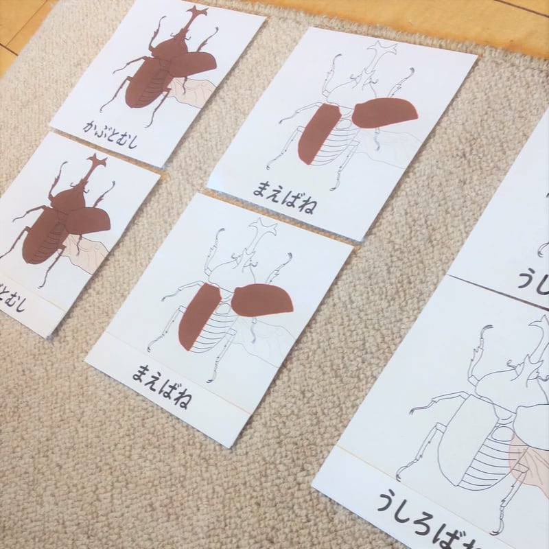 デジタルデータ】「かぶとむし」の部分名称絵カード☆文化教育