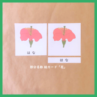 【デジタルデータ】「花」の部分名称絵カード  （説明文付き）★文化教育
