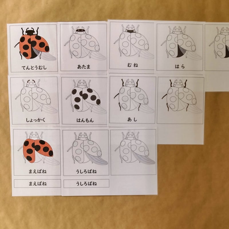 デジタルデータ】「てんとうむし」の部分名称絵カード☆文化教育