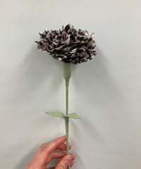 carnation