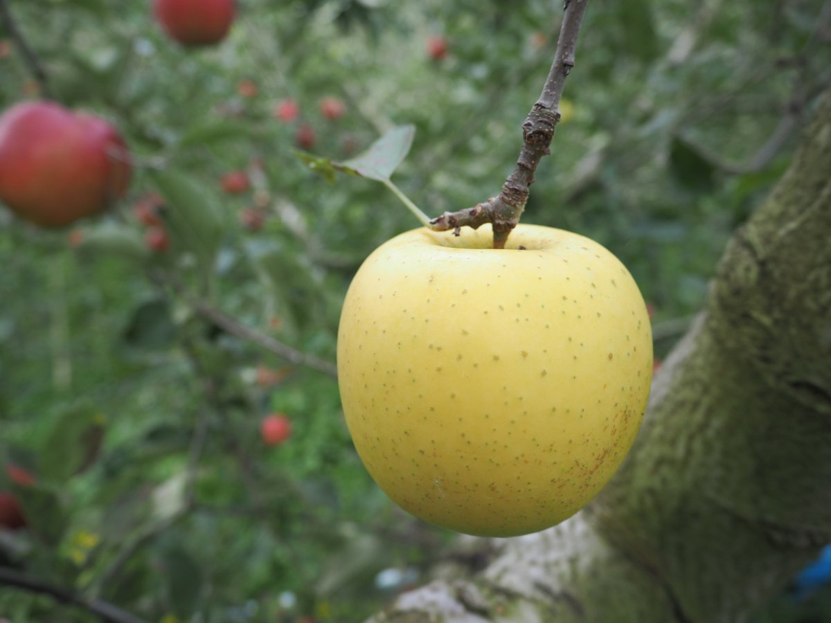 G4 シナノゴールド 3キロ箱(7～12玉) 家庭用(訳あり) | 信州