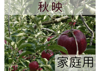 秋映 家庭用(訳あり)