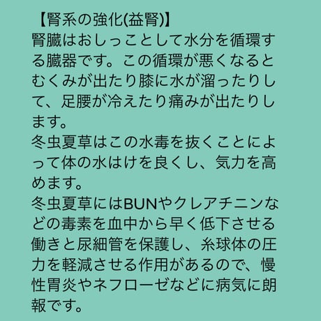 期間限定割引！蚕虫夏草(さんちゅうかそう)