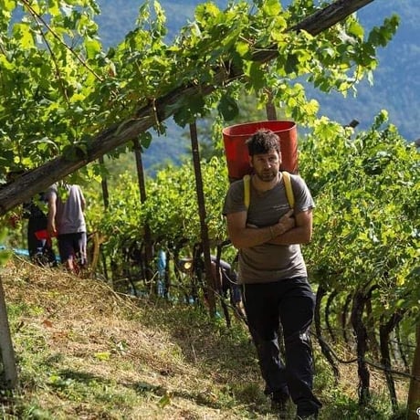 Valle di Cembra Pinot Nero 2018