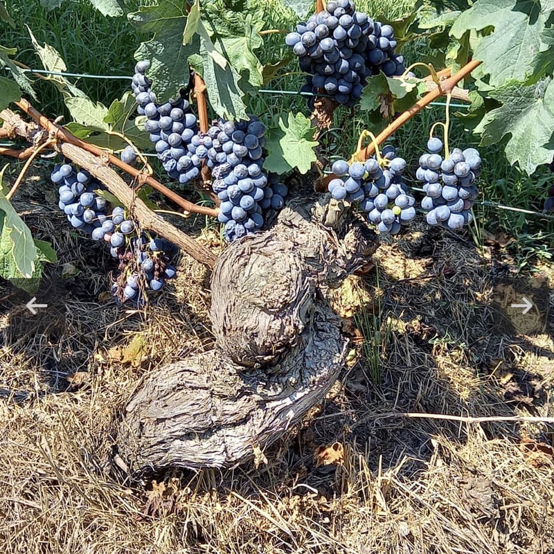 ワインの王様「Barolo」極上バッグヴィンテージ3本セット | 岩屋鮮魚