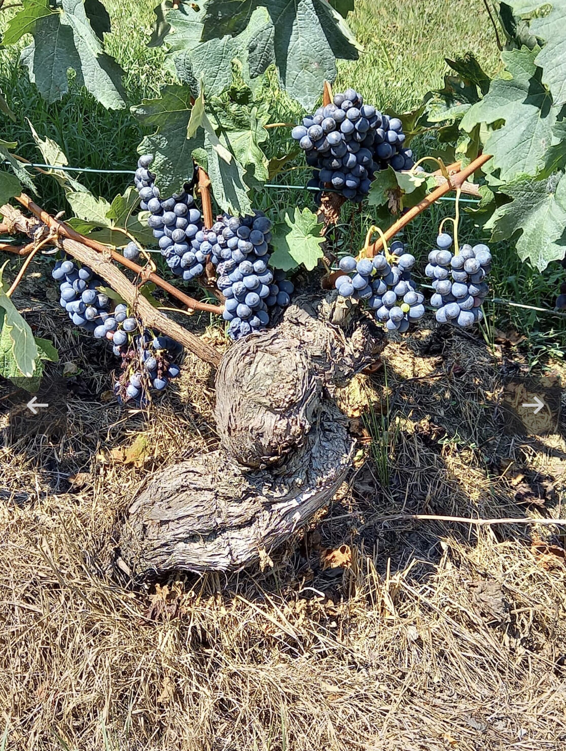 ワインの王様「Barolo」極上バッグヴィンテージ3本セット | 岩屋鮮魚