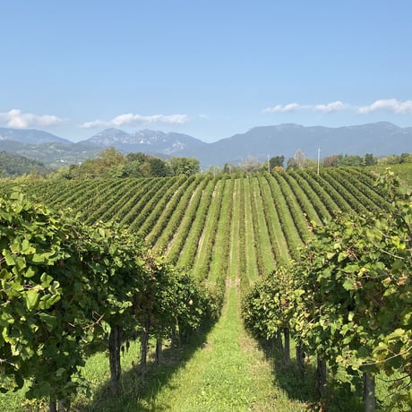 【ENJI JAPAN WINE CLUB 】Meister of Wine安居が選ぶ　定期便6本セット