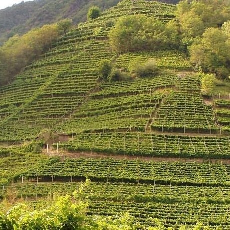 Valle di Cembra Pinot Nero 2018