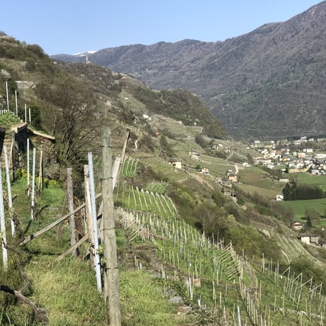 【ENJI JAPAN WINE CLUB 】Meister of Wine安居が選ぶ　定期便6本セット