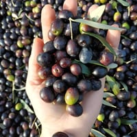 【2024年初搾り‼️】世界一に選ばれたオリーブオイル！ノヴェッロ　250ml