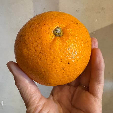 《量》宮内伊予柑1kg〜（自然栽培）