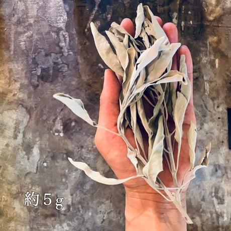 《量》乾燥ホワイトセージ5g～/山梨県産