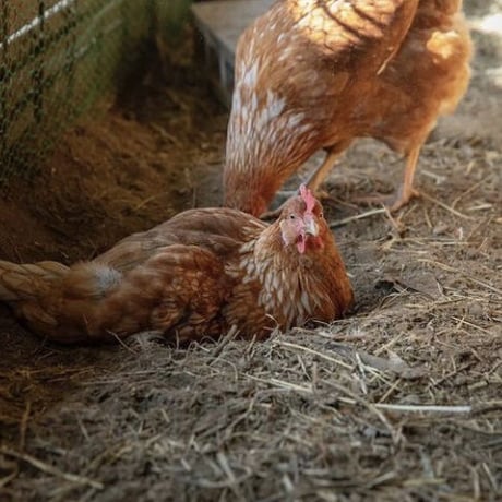 【毎週金土発送！】＼数量限定／平飼い有精卵たおたまッ‼︎