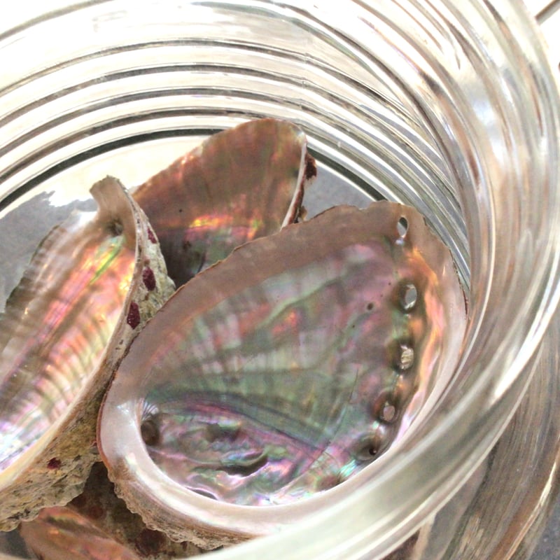 岩田県産 アワビの貝殻(10-12cm) | 仲沢商店