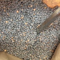 《量》有機レンズ豆100g〜/アメリカ産