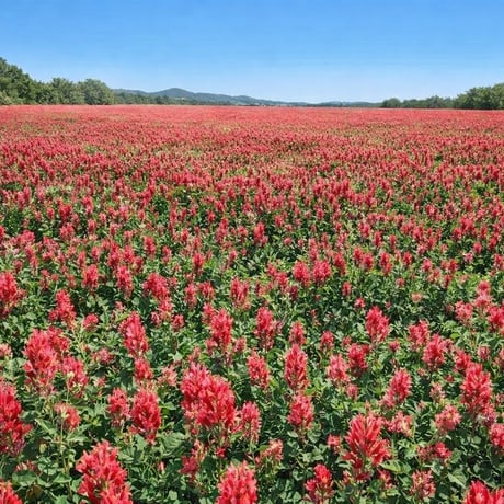 イタリアの花　スッラの生はちみつ