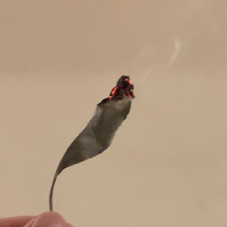 《量》乾燥ホワイトセージ5g～/山梨県産