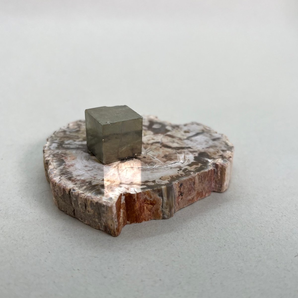 ペトリファイドウッド1個 | 仲沢商店