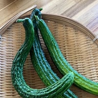 四葉胡瓜1本/農薬不使用、固定種