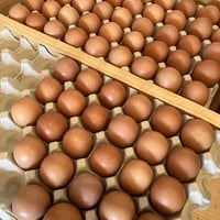 【毎週金土発送！】＼数量限定／平飼い有精卵たおたまッ‼︎