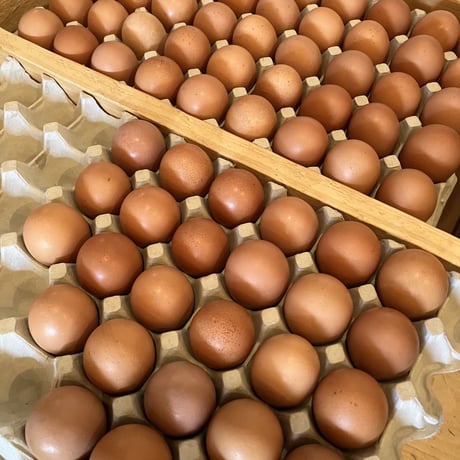 【毎週金土発送！】＼数量限定／平飼い有精卵たおたまッ‼︎