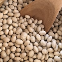 《量》超希少！白インゲン豆（自然農）100g/山梨県産