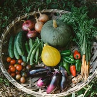 【定期便】雨土人さんのお野菜セットL