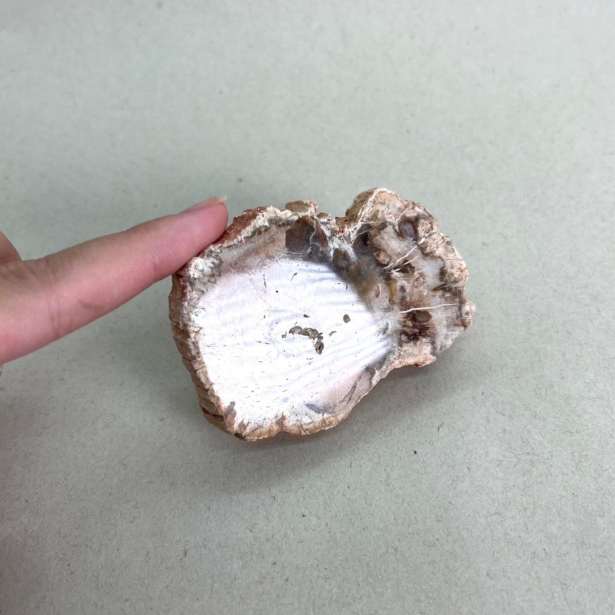 ペトリファイドウッド1個 | 仲沢商店