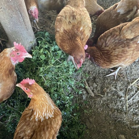 【毎週金土発送！】＼数量限定／平飼い有精卵たおたまッ‼︎