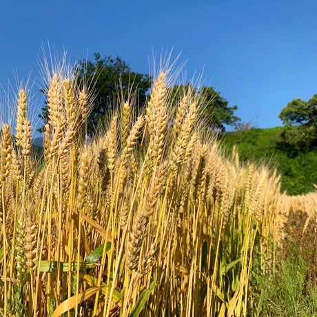 亀之山農園の小麦粉(農林61号)/山梨県韮崎市産