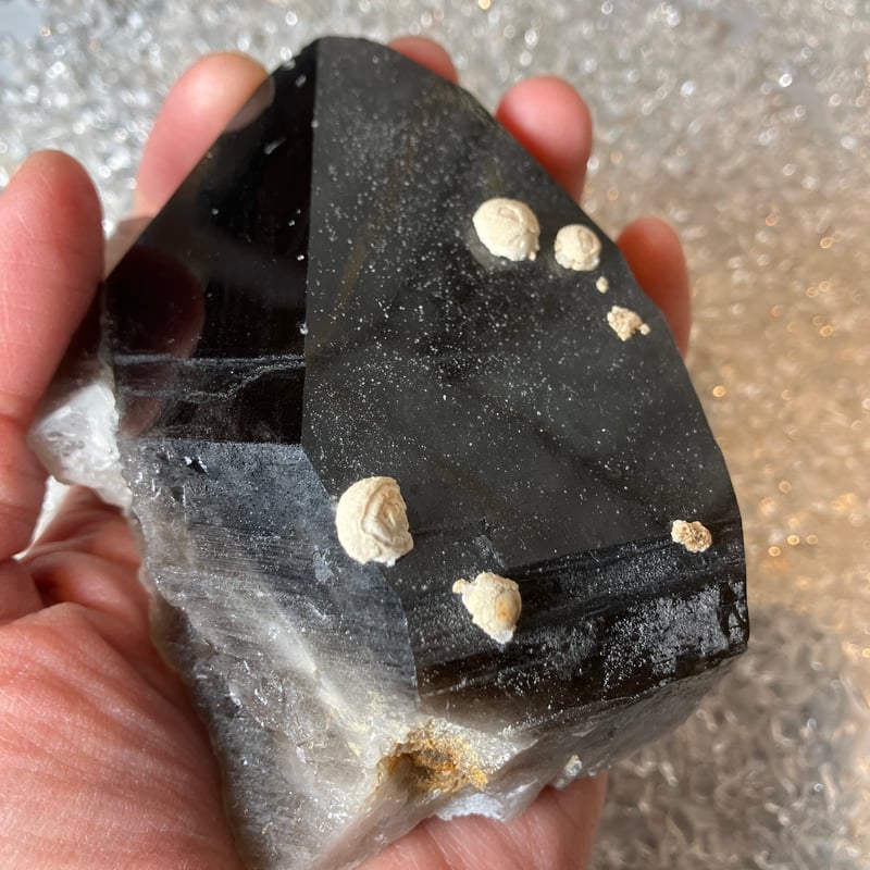 チベット産モリオン | 仲沢商店