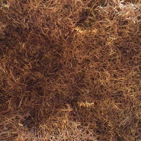 《量》とうもろこしひげ茶10g～/中国産※残留農薬検査済