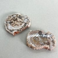 ペトリファイドウッド1個
