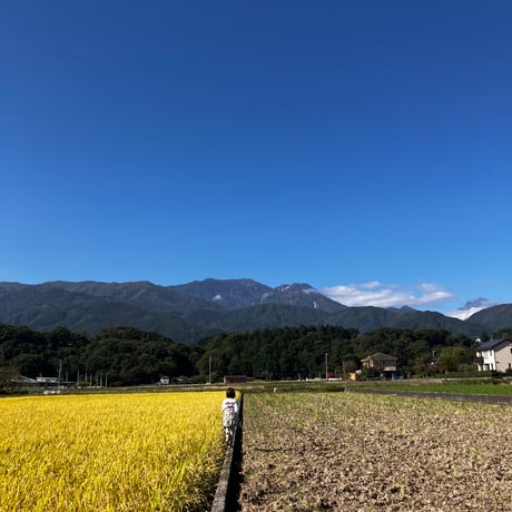新米！山梨県韮崎市産コシヒカリ種