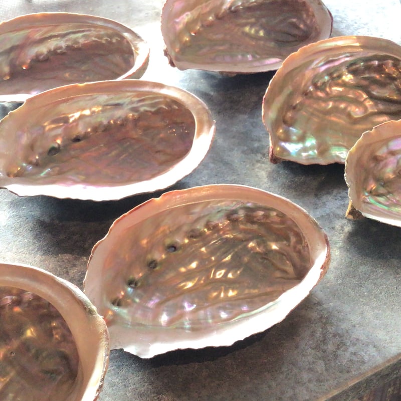 岩田県産 アワビの貝殻(10-12cm) | 仲沢商店