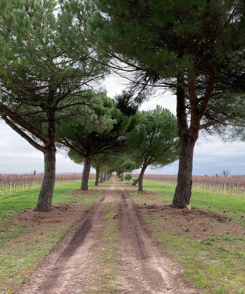 Cognac BERTRAND Single Barrel Selection Lot«199