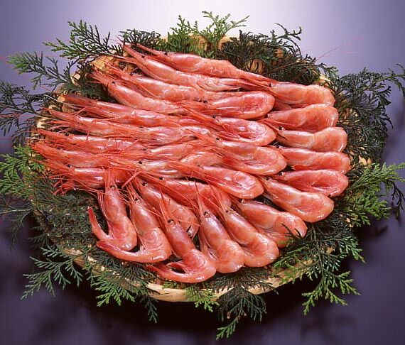 甘えび 500g（送料別） | かに物語